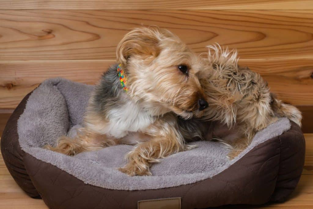 demangeaison chien