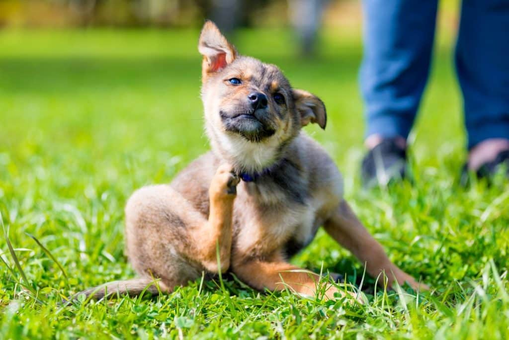 chien se gratte