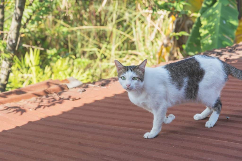 ataxie chez le chat