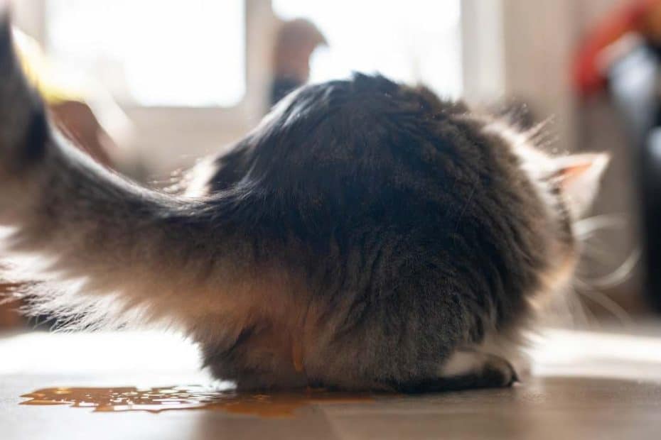Visite vétérinaire pour chat malade