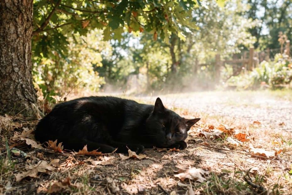 Chat à l'ombre sous un arbre