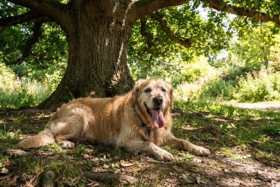 Chien à l'ombre pendant la chaleur