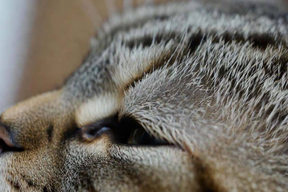 Chaton se fait vacciner détail